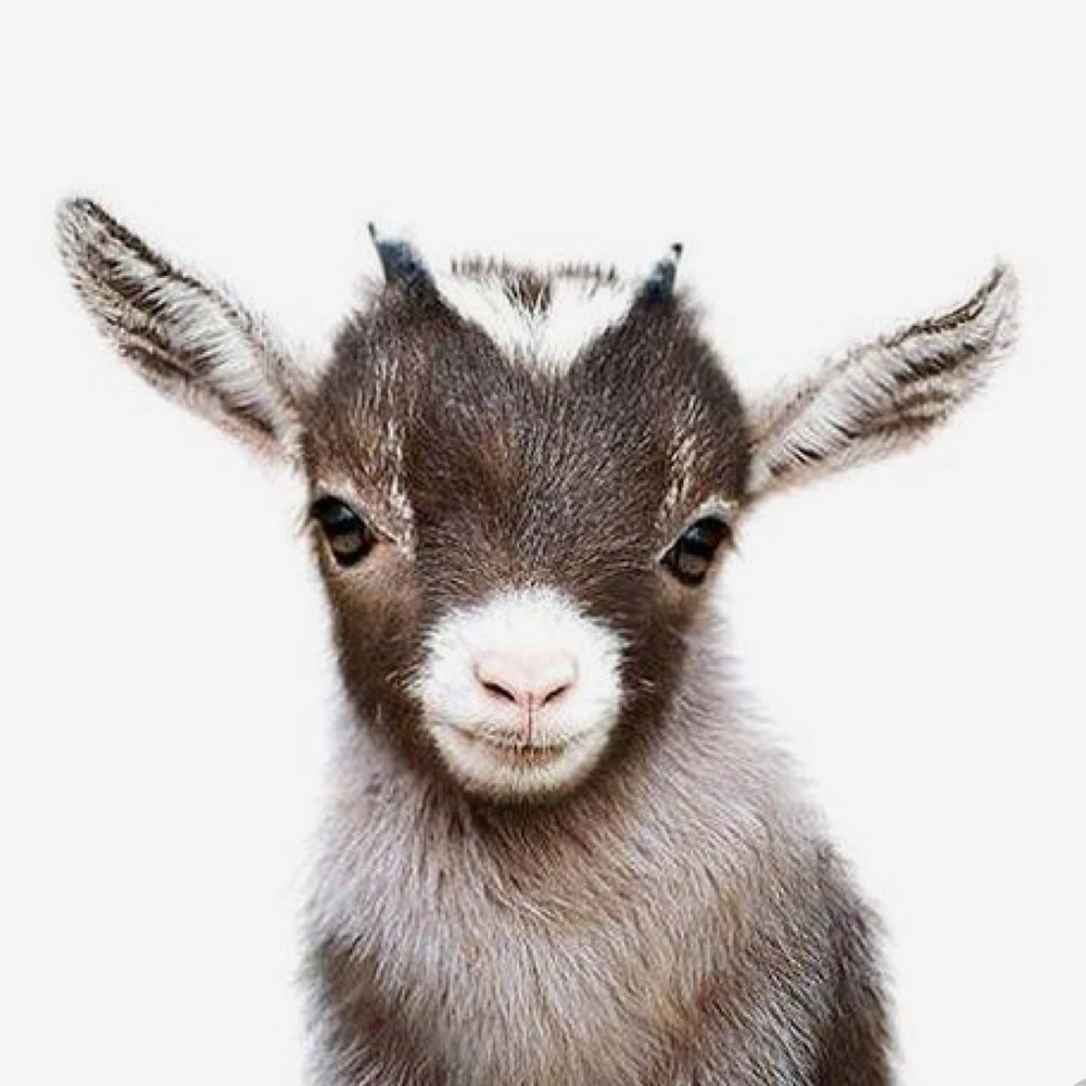 Meet your Posher, Katina